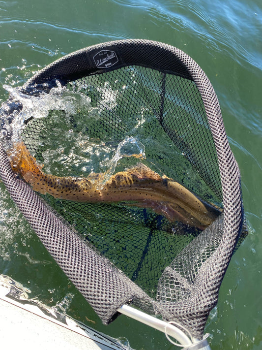 Sustainability in Fishing